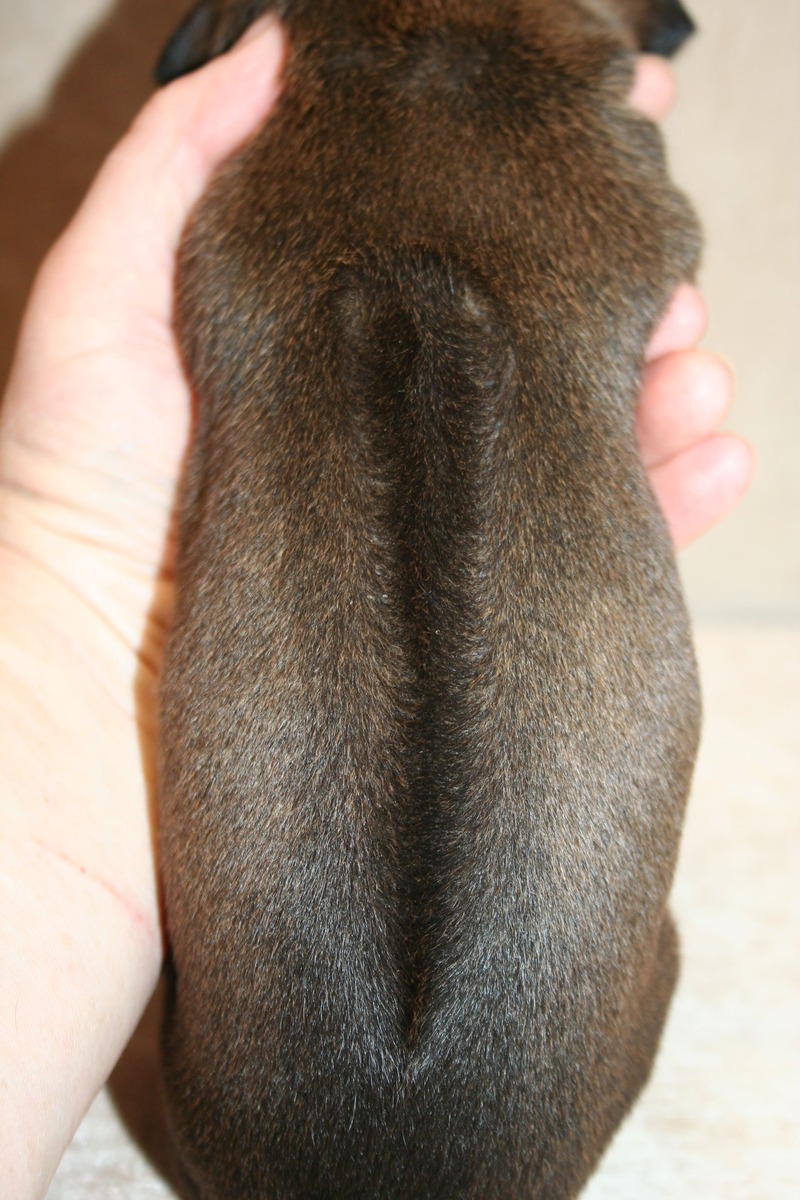 Родезийский риджбек  щенки