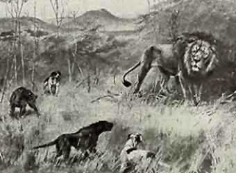 Рисунок охоты в 1882 из книги Фредерика Селоуа "Путешествие и приключение в Африке" (книга находится в Национальном архиве США)